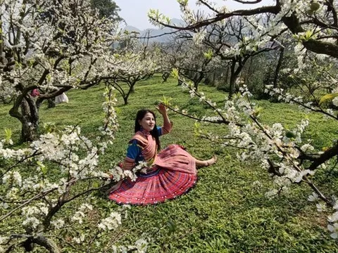 Hàng nghìn du khách đổ về Mộc Châu ngắm rừng mận nở hoa trắng xóa